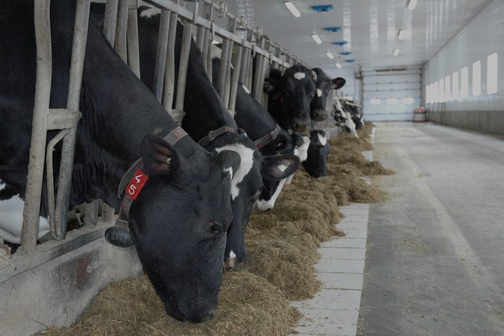 Vaches laitières dans une ferme