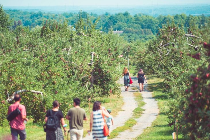 Les vergers du Domaine Lafrance attendent les cueilleurs de pommes sucrées et juteuses