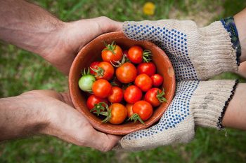 Panier de petites tomates rouges