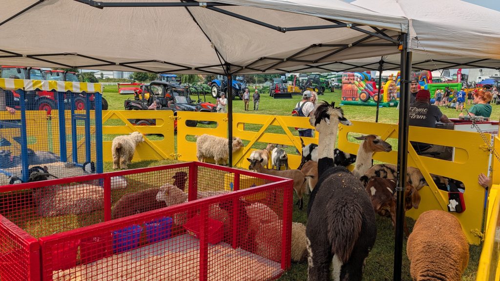 Sous un chapiteau, moutons, chèvres et lamas entourent des enclos, face aux tracteurs et jeux gonflables de la foire rurale