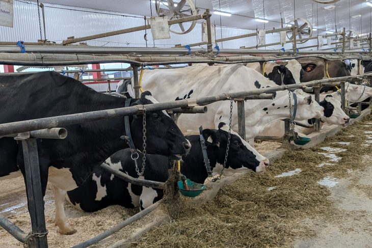 Étable laitière éclairée, où des vaches se nourrissent au fourrage derrière des barrières, avec ventilateurs au plafond